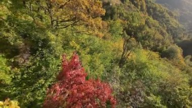 FPV, sonbahar mevsiminde muhteşem vahşi orman ağaçlarında hareket uçuşunu gerçekleştirir. FPV İHA sonbahar renkli ağaçların üzerinden dağa doğru uçar.. 