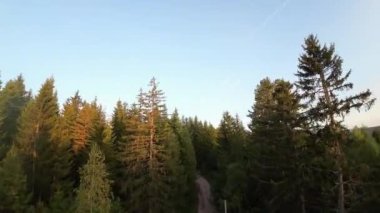 FPV insansız hava aracı videosu, yukarıdan görüntü, yüksek hızda uçan bir FPV İHA 'dan hava görüntüsü ve güzel bir günbatımında aydınlatılmış yeşil orman.. 
