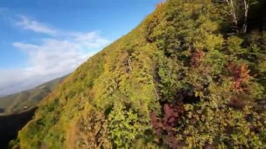 FPV, sonbahar mevsiminde muhteşem vahşi orman ağaçlarında hareket uçuşunu gerçekleştirir. FPV İHA sonbahar renkli ağaçların üzerinden dağa doğru uçar.. 
