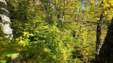 FPV, sonbahar mevsiminde muhteşem vahşi orman ağaçlarında hareket uçuşunu gerçekleştirir. FPV İHA sonbahar renkli ağaçların üzerinden dağa doğru uçar.. 