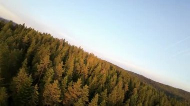 FPV insansız hava aracı videosu, yukarıdan görüntü, yüksek hızda uçan bir FPV İHA 'dan hava görüntüsü ve güzel bir günbatımında aydınlatılmış yeşil orman.. 