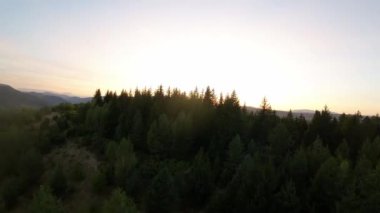 FPV insansız hava aracı videosu, yukarıdan görüntü, yüksek hızda uçan bir FPV İHA 'dan hava görüntüsü ve güzel bir günbatımında aydınlatılmış yeşil orman.. 