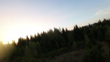 FPV insansız hava aracı videosu, yukarıdan görüntü, yüksek hızda uçan bir FPV İHA 'dan hava görüntüsü ve güzel bir günbatımında aydınlatılmış yeşil orman.. 