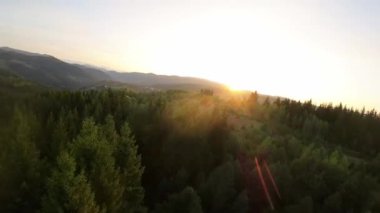 FPV insansız hava aracı videosu, yukarıdan görüntü, yüksek hızda uçan bir FPV İHA 'dan hava görüntüsü ve güzel bir günbatımında aydınlatılmış yeşil orman.. 