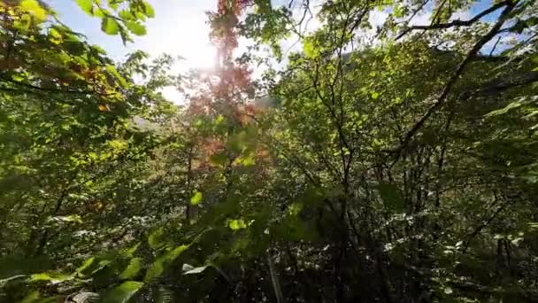 秋の季節の映画的な素晴らしい野生の森林の環境でのFpvモーションフライト Fpvドローンは秋の色の木の上に山に飛び込む — ストック動画