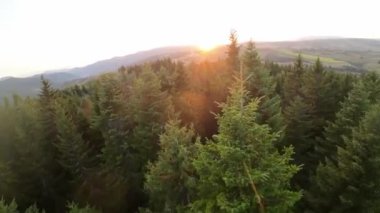 FPV insansız hava aracı videosu, yukarıdan görüntü, yüksek hızda uçan bir FPV İHA 'dan hava görüntüsü ve güzel bir günbatımında aydınlatılmış yeşil orman.. 