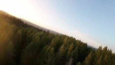 FPV insansız hava aracı videosu, yukarıdan görüntü, yüksek hızda uçan bir FPV İHA 'dan hava görüntüsü ve güzel bir günbatımında aydınlatılmış yeşil orman.. 