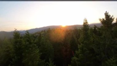 FPV insansız hava aracı videosu, yukarıdan görüntü, yüksek hızda uçan bir FPV İHA 'dan hava görüntüsü ve güzel bir günbatımında aydınlatılmış yeşil orman.. 