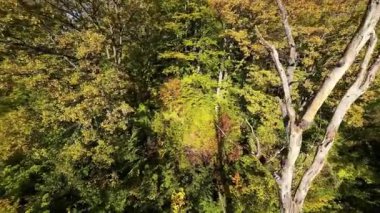 FPV, sonbahar mevsiminde muhteşem vahşi orman ağaçlarında hareket uçuşunu gerçekleştirir. FPV İHA sonbahar renkli ağaçların üzerinden dağa doğru uçar.. 
