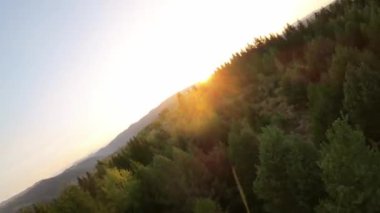 FPV insansız hava aracı videosu, yukarıdan görüntü, yüksek hızda uçan bir FPV İHA 'dan hava görüntüsü ve güzel bir günbatımında aydınlatılmış yeşil orman.. 