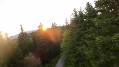 FPV insansız hava aracı videosu, yukarıdan görüntü, yüksek hızda uçan bir FPV İHA 'dan hava görüntüsü ve güzel bir günbatımında aydınlatılmış yeşil orman.. 