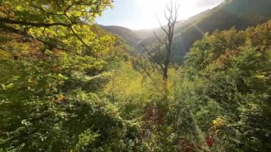 FPV, sonbahar mevsiminde muhteşem vahşi orman ağaçlarında hareket uçuşunu gerçekleştirir. FPV İHA sonbahar renkli ağaçların üzerinden dağa doğru uçar.. 