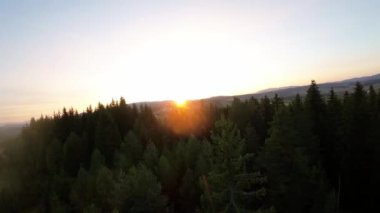 FPV insansız hava aracı videosu, yukarıdan görüntü, yüksek hızda uçan bir FPV İHA 'dan hava görüntüsü ve güzel bir günbatımında aydınlatılmış yeşil orman.. 