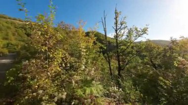 FPV, sonbahar mevsiminde muhteşem vahşi orman ağaçlarında hareket uçuşunu gerçekleştirir. FPV İHA sonbahar renkli ağaçların üzerinden dağa doğru uçar.. 