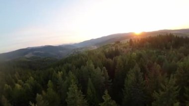 FPV insansız hava aracı videosu, yukarıdan görüntü, yüksek hızda uçan bir FPV İHA 'dan hava görüntüsü ve güzel bir günbatımında aydınlatılmış yeşil orman.. 