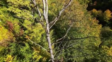 FPV, sonbahar mevsiminde muhteşem vahşi orman ağaçlarında hareket uçuşunu gerçekleştirir. FPV İHA sonbahar renkli ağaçların üzerinden dağa doğru uçar.. 