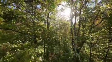 FPV, sonbahar mevsiminde muhteşem vahşi orman ağaçlarında hareket uçuşunu gerçekleştirir. FPV İHA sonbahar renkli ağaçların üzerinden dağa doğru uçar.. 