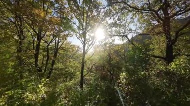 FPV, sonbahar mevsiminde muhteşem vahşi orman ağaçlarında hareket uçuşunu gerçekleştirir. FPV İHA sonbahar renkli ağaçların üzerinden dağa doğru uçar.. 
