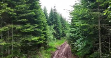 Güzel sonbahar ormanında yol. Yapraklar dökülüyor, ormanda kırmızı yapraklar uzanıyor, ağaçların yaprakları dökülüyor. Yüksek kalite 4k görüntü