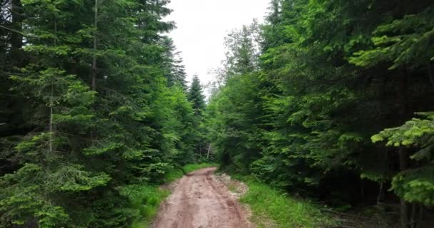 Ścieżka Pięknym Jesiennym Lesie Liść Opadam Czerwienny Liść Leżę Trasa — Wideo stockowe