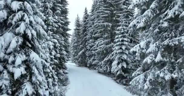 Tramonto Nebbioso Sulle Montagne Innevate Punto Vista Drone Aereo Foreste — Video Stock
