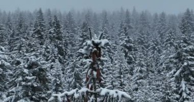 Karlı Dağlar 'daki Puslu Günbatımı' nın insansız hava aracı bakış açısı. Ormanlar, çam ağaçlarının arasındaki patikalardan geçer. Kış mevsimi taze karla kaplı, kıvrımlı köy yolu.. 