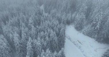 Karlı Dağlar 'daki Puslu Günbatımı' nın insansız hava aracı bakış açısı. Ormanlar, çam ağaçlarının arasındaki patikalardan geçer. Kış mevsimi taze karla kaplı, kıvrımlı köy yolu.. 