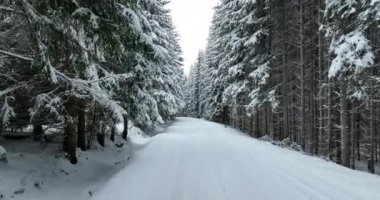 Karlı Dağlar 'daki Puslu Günbatımı' nın insansız hava aracı bakış açısı. Ormanlar, çam ağaçlarının arasındaki patikalardan geçer. Kış mevsimi taze karla kaplı, kıvrımlı köy yolu.. 