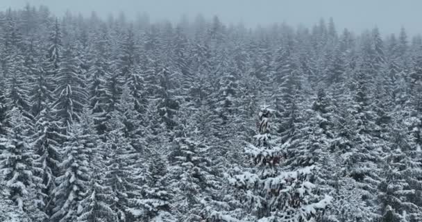 Туманный Закат Заснеженных Горах Точки Зрения Аэродронов Леса Пересекают Сельские — стоковое видео