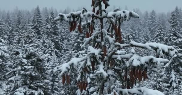 Туманный Закат Заснеженных Горах Точки Зрения Аэродронов Леса Пересекают Сельские — стоковое видео