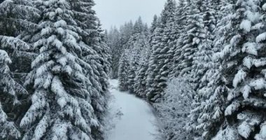 Karlı Dağlar 'daki Puslu Günbatımı' nın insansız hava aracı bakış açısı. Ormanlar, çam ağaçlarının arasındaki patikalardan geçer. Kış mevsimi taze karla kaplı, kıvrımlı köy yolu.. 