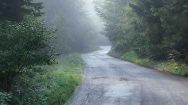 Çam ağacı ormanı ve kıvrımlı bir kır yolu sisli, sisli ve güneşli bir yaz sabahı