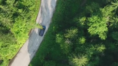 Çam ağacı ormanı ve kıvrımlı bir kır yolu sisli, sisli ve güneşli bir yaz sabahı