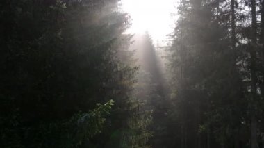 Sisli ormanda gün doğumu. Sabahları çam ormanlarının üzerinde uçan sinematik telefoto muhteşem manzarası. Sihirli sis ve güneş ışınları var..