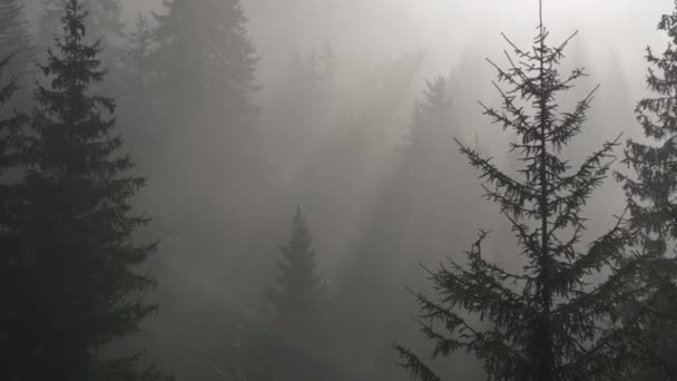 霧の森の日の出 シネマティック テレフォト 朝の松の森の上を飛ぶ素晴らしい景色 魔法の霧と太陽の光線がある — ストック動画