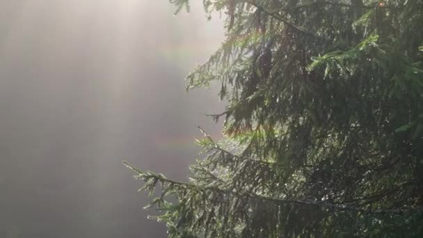 夏日清爽的早晨 有雾气 雾气和阳光的松树林 乡间小路弯弯曲曲曲 — 图库视频影像