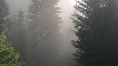 Sisli ormanda gün doğumu. Sabahları çam ormanlarının üzerinde uçan sinematik telefoto muhteşem manzarası. Sihirli sis ve güneş ışınları var..