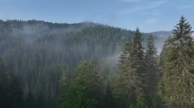 Sisli ormanda gün doğumu. Sabahları çam ormanlarının üzerinde uçan sinematik telefoto muhteşem manzarası. Sihirli sis ve güneş ışınları var..