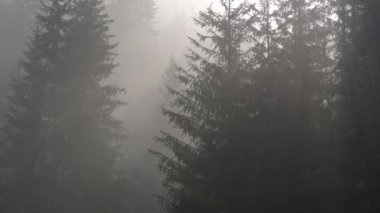 Sisli ormanda gün doğumu. Sabahları çam ormanlarının üzerinde uçan sinematik telefoto muhteşem manzarası. Sihirli sis ve güneş ışınları var..