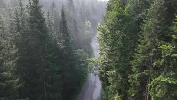 Сосновый Лес Пышной Сельской Дорогой Свежим Летним Утром Туманом Туманом — стоковое видео