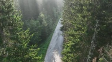 Çam ağacı ormanı ve kıvrımlı bir kır yolu sisli, sisli ve güneşli bir yaz sabahı