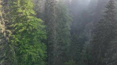 Sisli ormanda gün doğumu. Sabahları çam ormanlarının üzerinde uçan sinematik telefoto muhteşem manzarası. Sihirli sis ve güneş ışınları var..