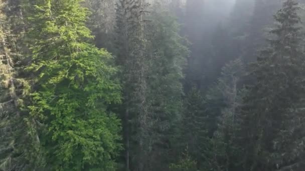 Východ Slunce Zamlženém Lese Filmový Telephoto Nádherný Pohled Ranní Let — Stock video