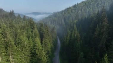 Çam ağacı ormanı ve kıvrımlı bir kır yolu sisli, sisli ve güneşli bir yaz sabahı