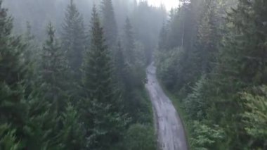 Çam ağacı ormanı ve kıvrımlı bir kır yolu sisli, sisli ve güneşli bir yaz sabahı