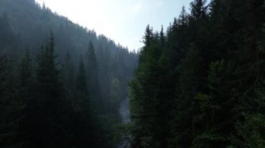 Sisli ormanda gün doğumu. Sabahları çam ormanlarının üzerinde uçan sinematik telefoto muhteşem manzarası. Sihirli sis ve güneş ışınları var..