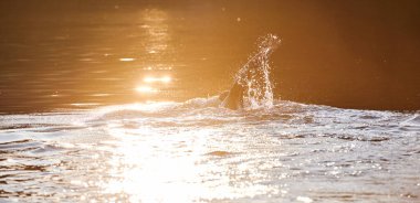 Güneşin doğuşunda gölde yüzen triatlon sporcusu. Dalgıç kıyafeti giymiş. Yüksek kalite fotoğraf