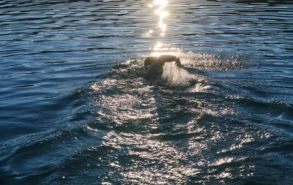Triathlon Athlete Swimming Lake Sunrise Wearing Wetsuit High Quality Photo Stock Image