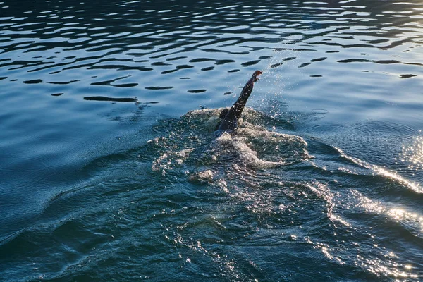 Triathlon Atleet Zwemmen Het Meer Zonsopgang Dragen Wetsuit Hoge Kwaliteit — Stockfoto