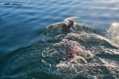 Güneşin doğuşunda gölde yüzen triatlon sporcusu. Dalgıç kıyafeti giymiş. Yüksek kalite fotoğraf